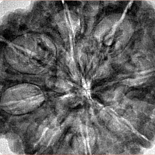 8 Mukhi Rudraksha 34mm 8.72gm - Inverse xray
