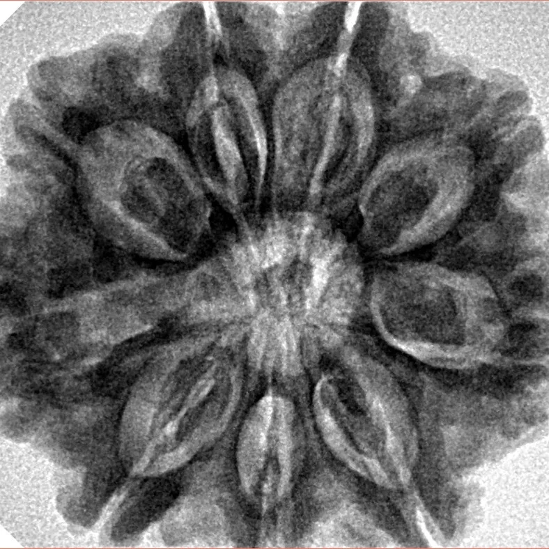 9 Mukhi Rudraksha 28.9mm 6.69gm - Origin: Nepal - Inverse xray