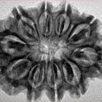 10 Mukhi Rudraksha 29.9mm 4.91gm - Inverse xray