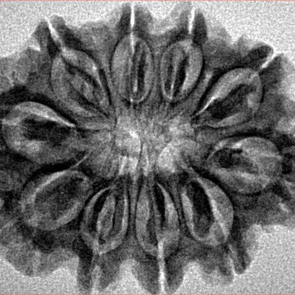 10 Mukhi Rudraksha 29.9mm 4.91gm - Inverse xray