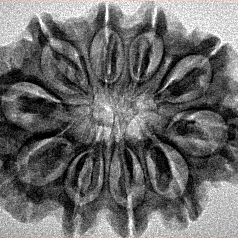 10 Mukhi Rudraksha 29.9mm 4.91gm - Inverse xray