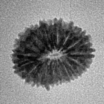 17 Mukhi Rudraksha 17.3mm 1.09gm - Inverse xray