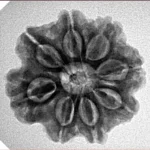8 Mukhi Rudraksha 23.8mm 4.32gm - Inverse xray
