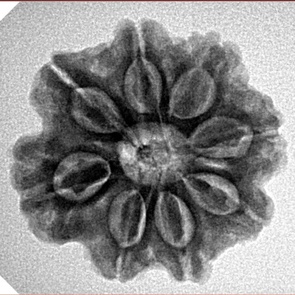 8 Mukhi Rudraksha 23.8mm 4.32gm - Inverse xray