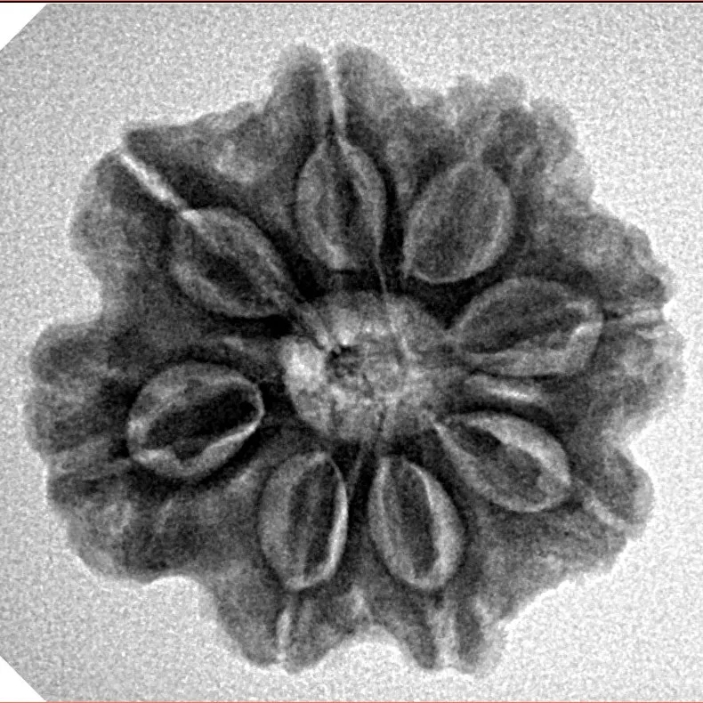 8 Mukhi Rudraksha 23.8mm 4.32gm - Inverse xray