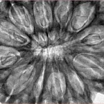 12 Mukhi Rudraksha 38.6mm 8.75gm - Inverse xray