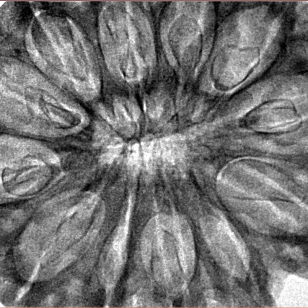 12 Mukhi Rudraksha 38.6mm 8.75gm - Inverse xray