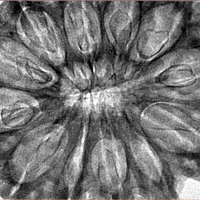 12 Mukhi Rudraksha 38.6mm 8.75gm - Inverse xray