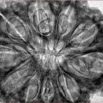 10 Mukhi Rudraksha 36.1mm 8gm - Inverse xray
