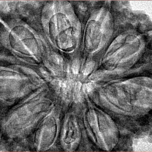 10 Mukhi Rudraksha 36.1mm 8gm - Inverse xray