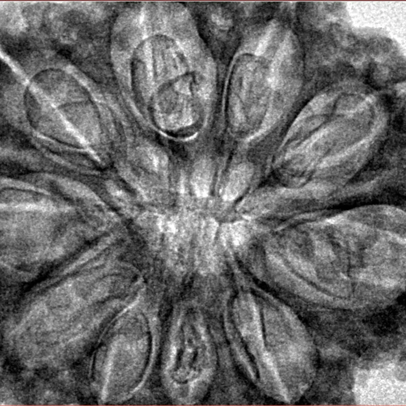 10 Mukhi Rudraksha 36.1mm 8gm - Inverse xray