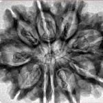 10 Mukhi Rudraksha 32.6mm 5.86gm - Inverse xray