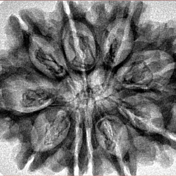 10 Mukhi Rudraksha 32.6mm 5.86gm - Inverse xray