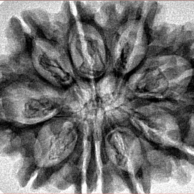 10 Mukhi Rudraksha 32.6mm 5.86gm - Inverse xray
