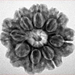8 Mukhi Rudraksha 23.7mm 4.28gm - Inverse xray