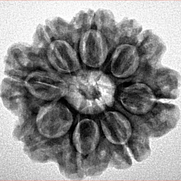 8 Mukhi Rudraksha 23.7mm 4.28gm - Inverse xray