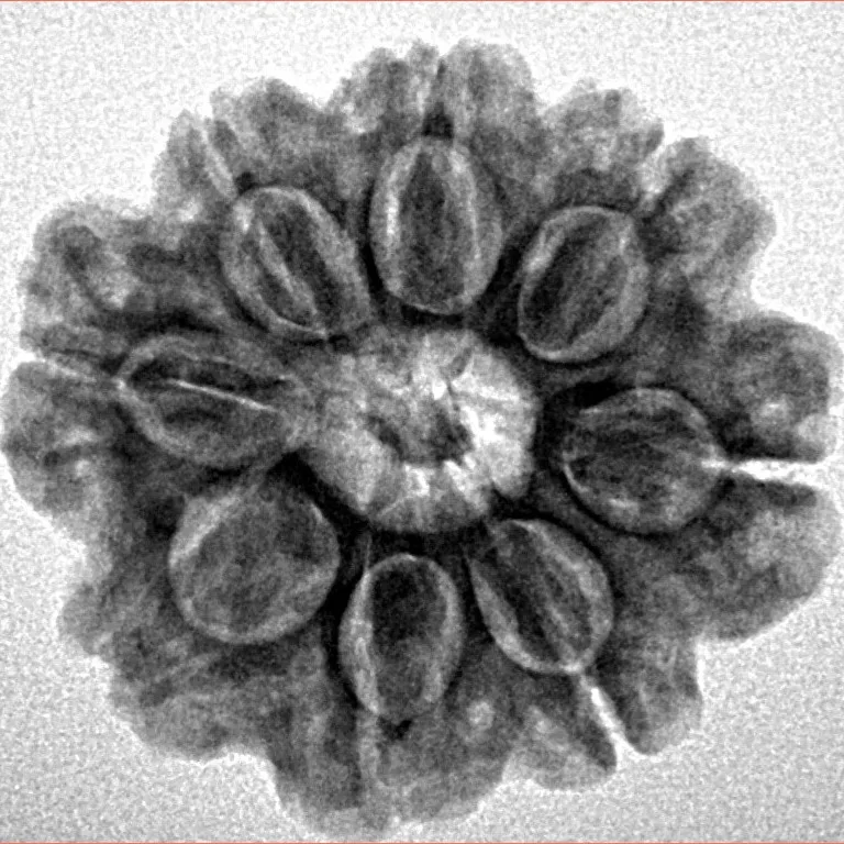 8 Mukhi Rudraksha 23.7mm 4.28gm - Inverse xray