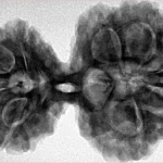 9 MK Gaurishankar 39.9mm 9.17gm - Inverse xray