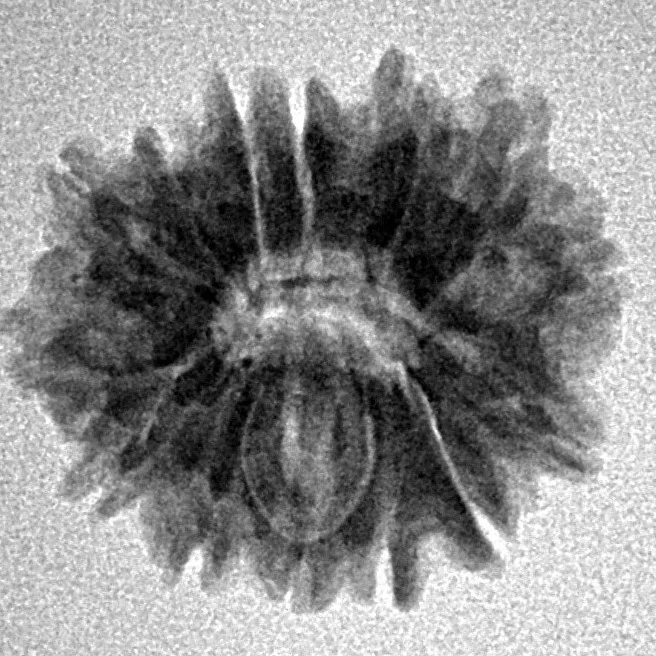14 Mukhi Rudraksha 20.3mm 2.3gm - Inverse xray