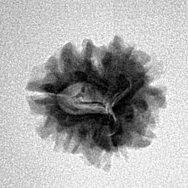 1 Mukhi Rudraksha 21.1mm 2.6gm - Inverse xray
