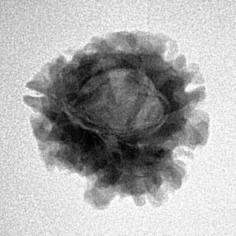 1 Mukhi Rudraksha 20.8mm 2.49gm - Inverse xray