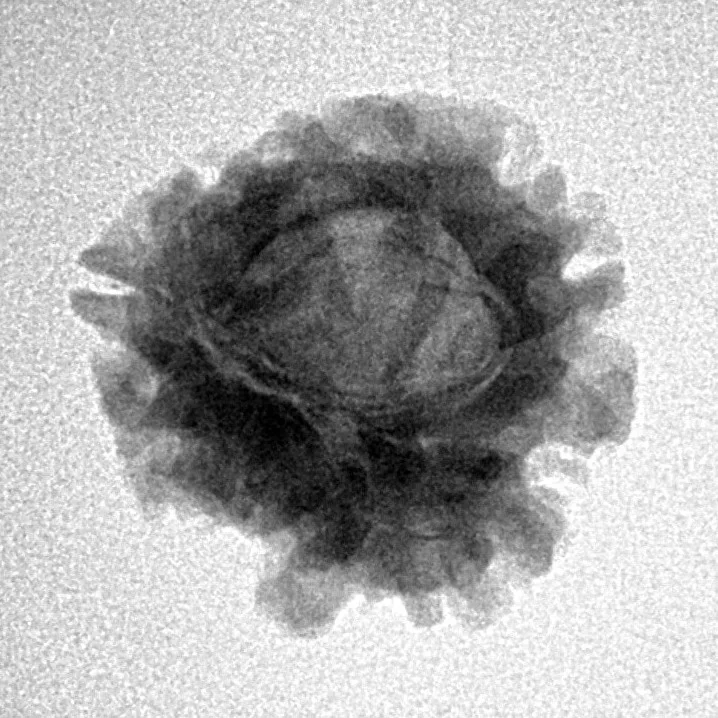 1 Mukhi Rudraksha 20.8mm 2.49gm - Inverse xray