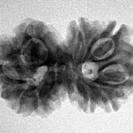 10 Mukhi G.S & Ganesh 27.7mm 3.76gm - Inverse xray