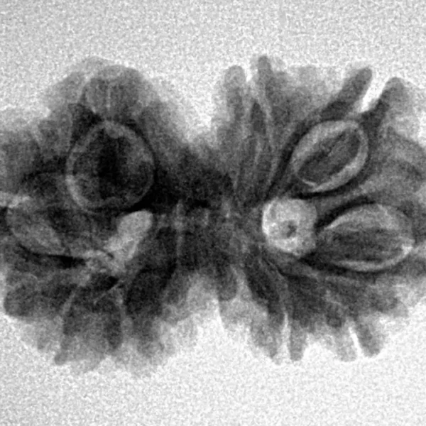 10 Mukhi G.S & Ganesh 27.7mm 3.76gm - Inverse xray