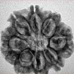 8 Mukhi Rudraksha 25.1mm 4.22gm - Inverse xray