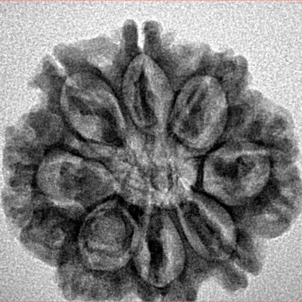8 Mukhi Rudraksha 25.1mm 4.22gm - Inverse xray