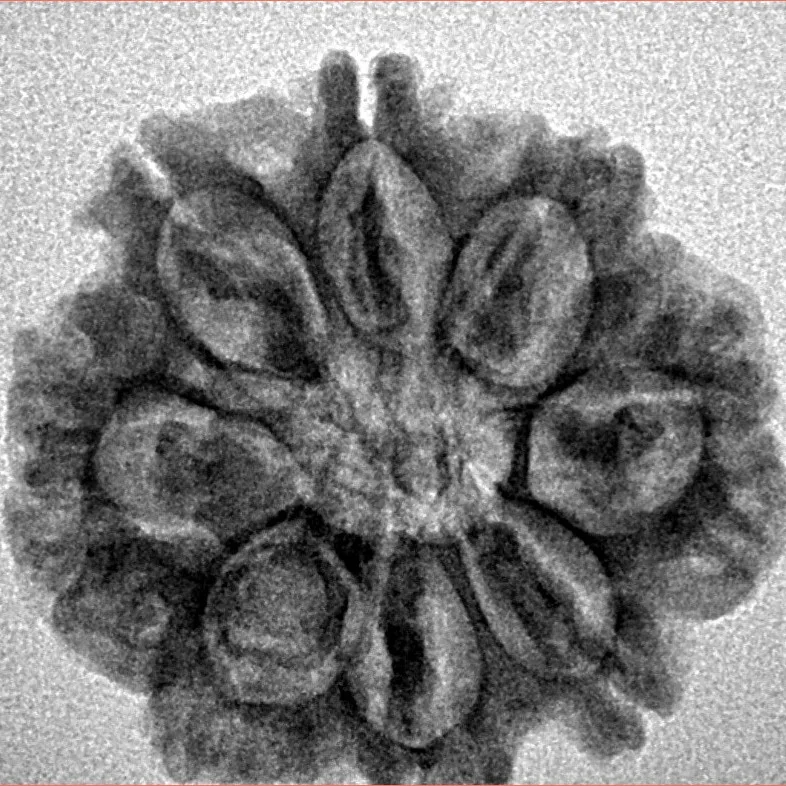 8 Mukhi Rudraksha 25.1mm 4.22gm - Inverse xray