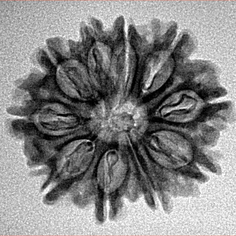 10 Mukhi Rudraksha 24.5mm 2.92gm - Inverse xray