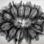 12 Mukhi Rudraksha 31.3mm 5.64gm - Inverse xray