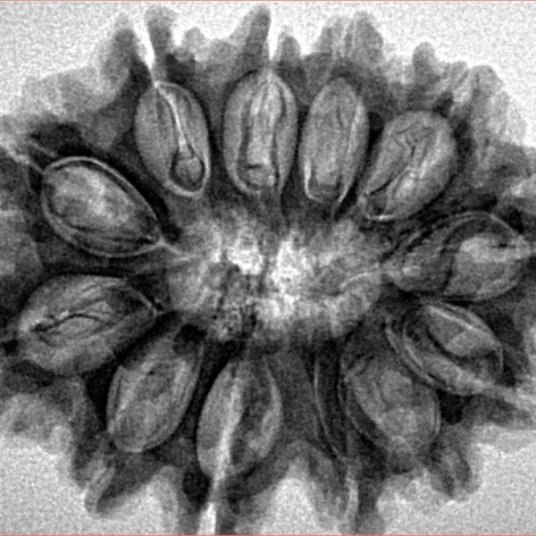 12 Mukhi Rudraksha 31.3mm 5.64gm - Inverse xray