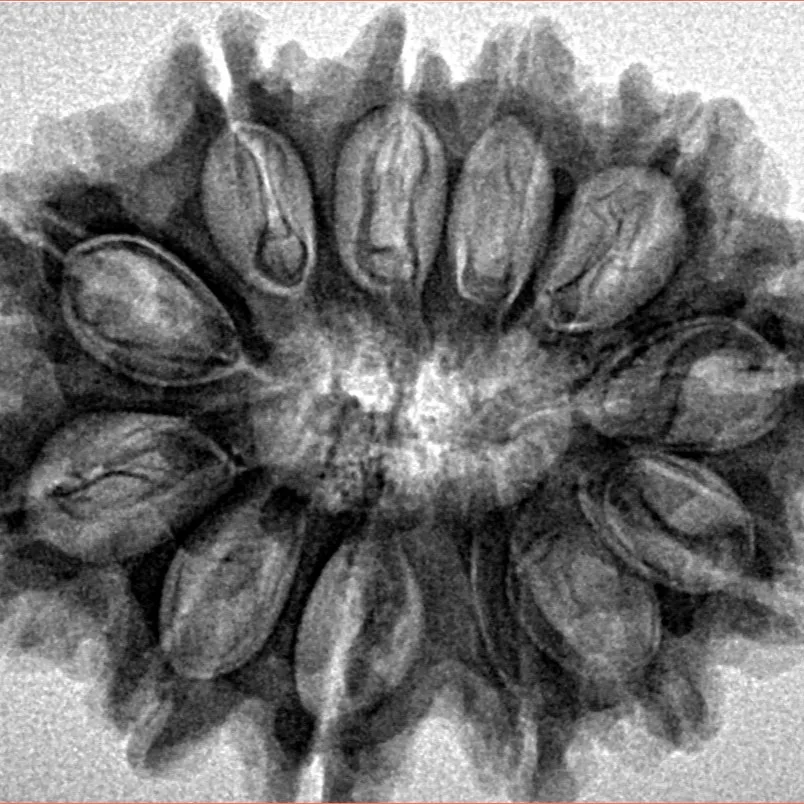 12 Mukhi Rudraksha 31.3mm 5.64gm - Inverse xray