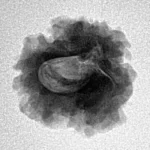 1 Mukhi Rudraksha 19.3mm 2.19gm - Inverse xray