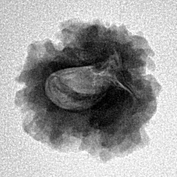 1 Mukhi Rudraksha 19.3mm 2.19gm - Inverse xray