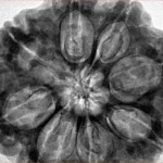 8 Mukhi Rudraksha 32.3mm 9.51gm - Inverse xray