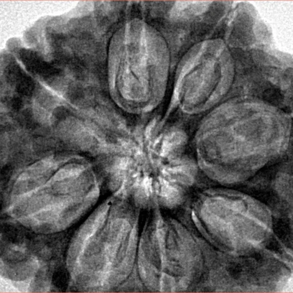 8 Mukhi Rudraksha 32.3mm 9.51gm - Inverse xray