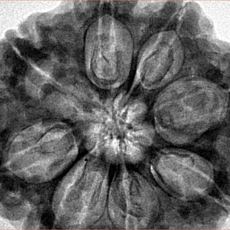 8 Mukhi Rudraksha 32.3mm 9.51gm - Inverse xray