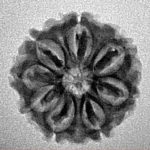 8 Mukhi Rudraksha 20.4mm 2.51gm - Inverse xray