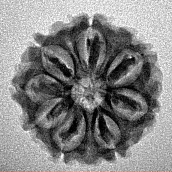 8 Mukhi Rudraksha 20.4mm 2.51gm - Inverse xray