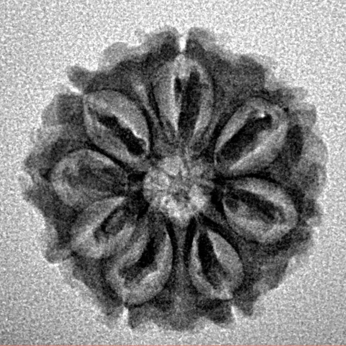 8 Mukhi Rudraksha 20.4mm 2.51gm - Inverse xray