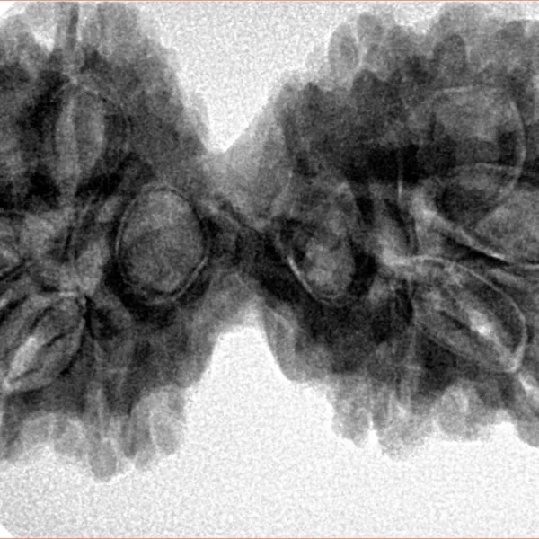 10 Mk Gaurishankar 39mm 8gm - Inverse xray