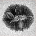 16 Mukhi Rudraksha 19mm 2gm - Inverse xray