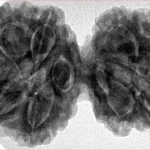 10 Mk Gaurishankar 39.9mm 8.83gm - Inverse xray