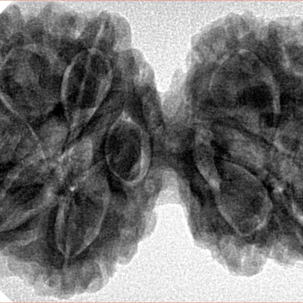 10 Mk Gaurishankar 39.9mm 8.83gm - Inverse xray