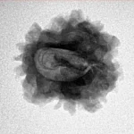 1 Mukhi Rudraksha 23.1mm 2.93gm - Inverse xray