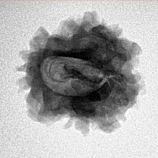 1 Mukhi Rudraksha 23.1mm 2.93gm - Inverse xray