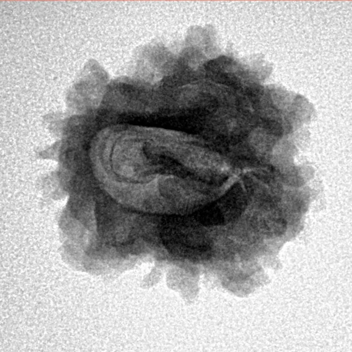 1 Mukhi Rudraksha 23.1mm 2.93gm - Inverse xray